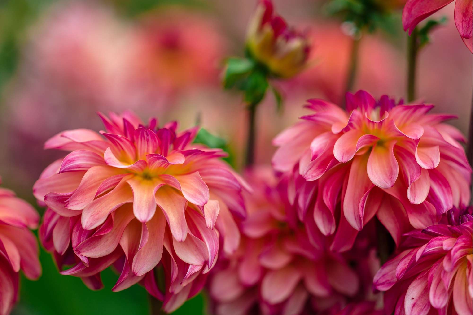 Dahlia 'Belfloor'
